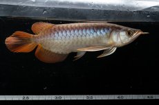 画像7: メタルレッド F3 NO.28（ディナミカカプアス産） (7)