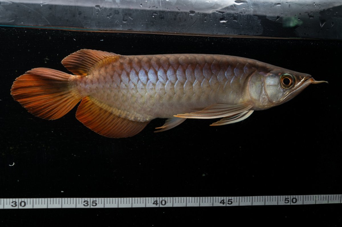 画像5: メタルレッド F3 NO.28（ディナミカカプアス産） (5)