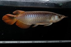 画像5: メタルレッド F3 NO.28（ディナミカカプアス産） (5)