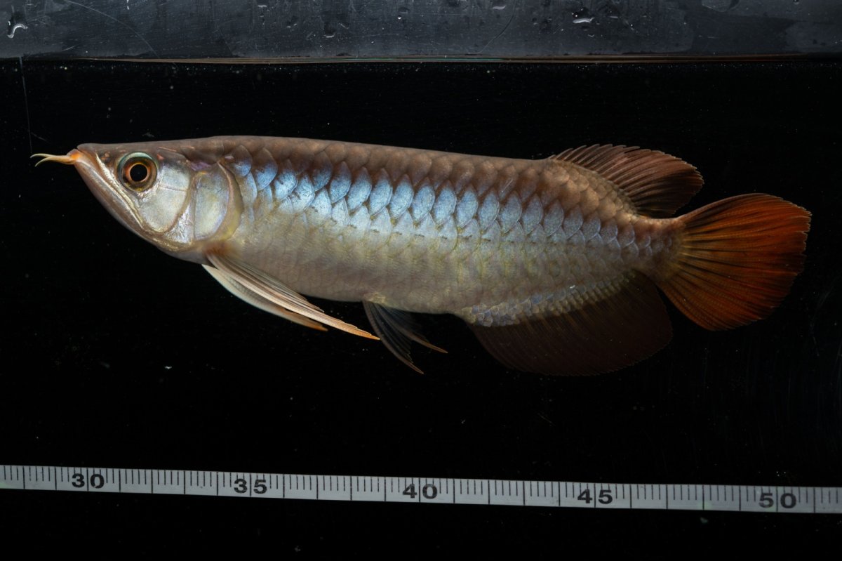 画像4: メタルレッド F3 NO.28（ディナミカカプアス産） (4)