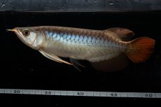 画像4: メタルレッド F3 NO.28（ディナミカカプアス産） (4)