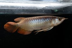 画像3: メタルレッド F3 NO.28（ディナミカカプアス産） (3)