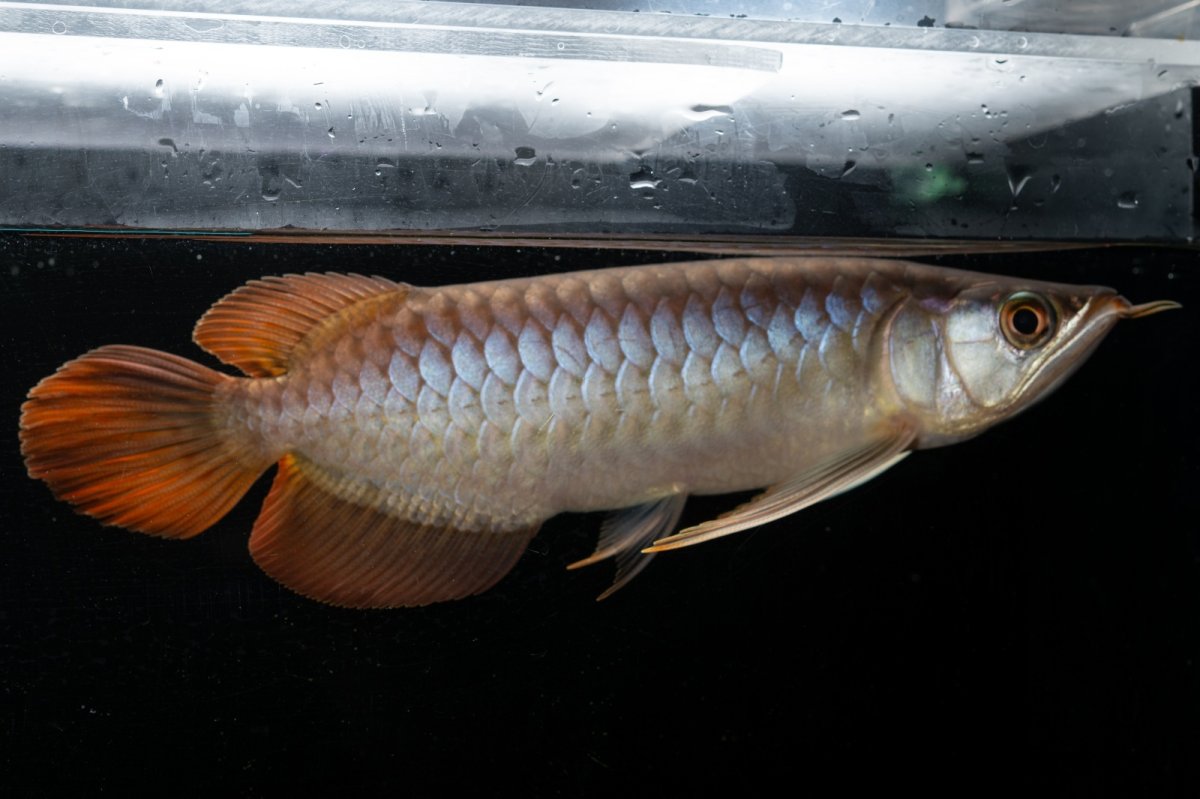 画像2: メタルレッド F3 NO.28（ディナミカカプアス産） (2)