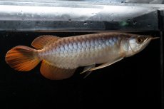 画像1: メタルレッド F3 NO.28（ディナミカカプアス産） (1)