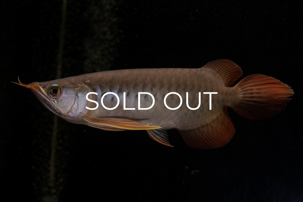 画像2: メタルレッド F4 NO.22（ディナミカカプアス産） (2)