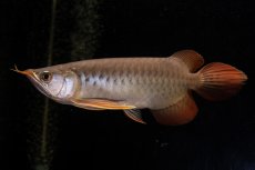 画像2: メタルレッド F4 NO.22（ディナミカカプアス産） (2)