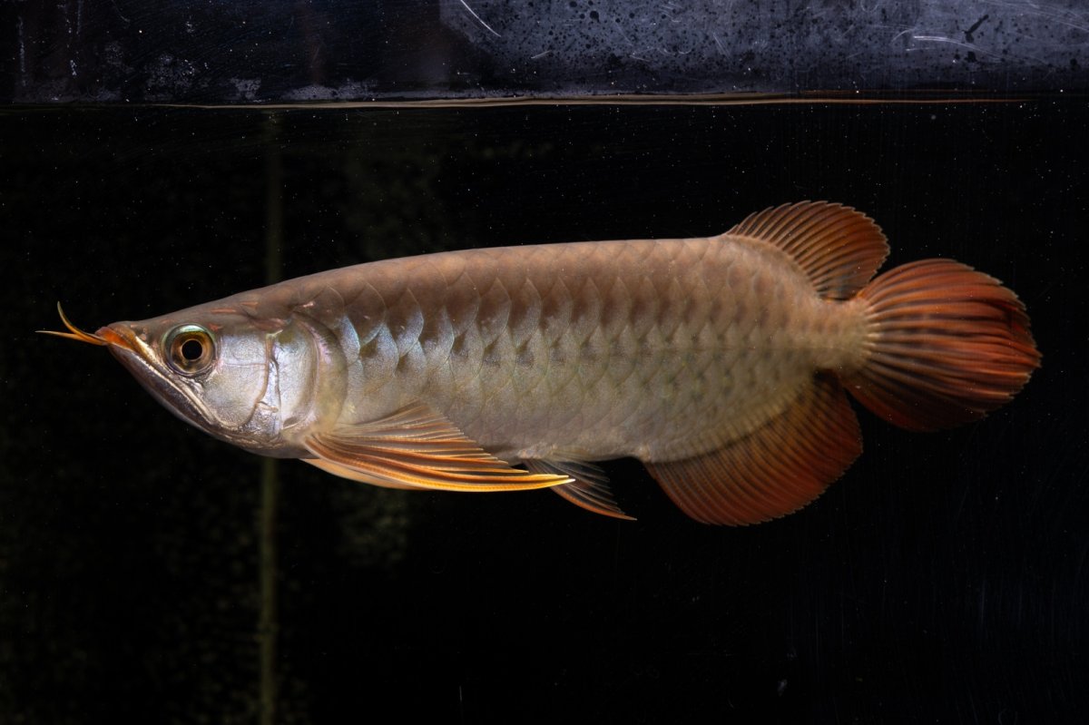 画像1: メタルレッド F4 NO.22（ディナミカカプアス産） (1)