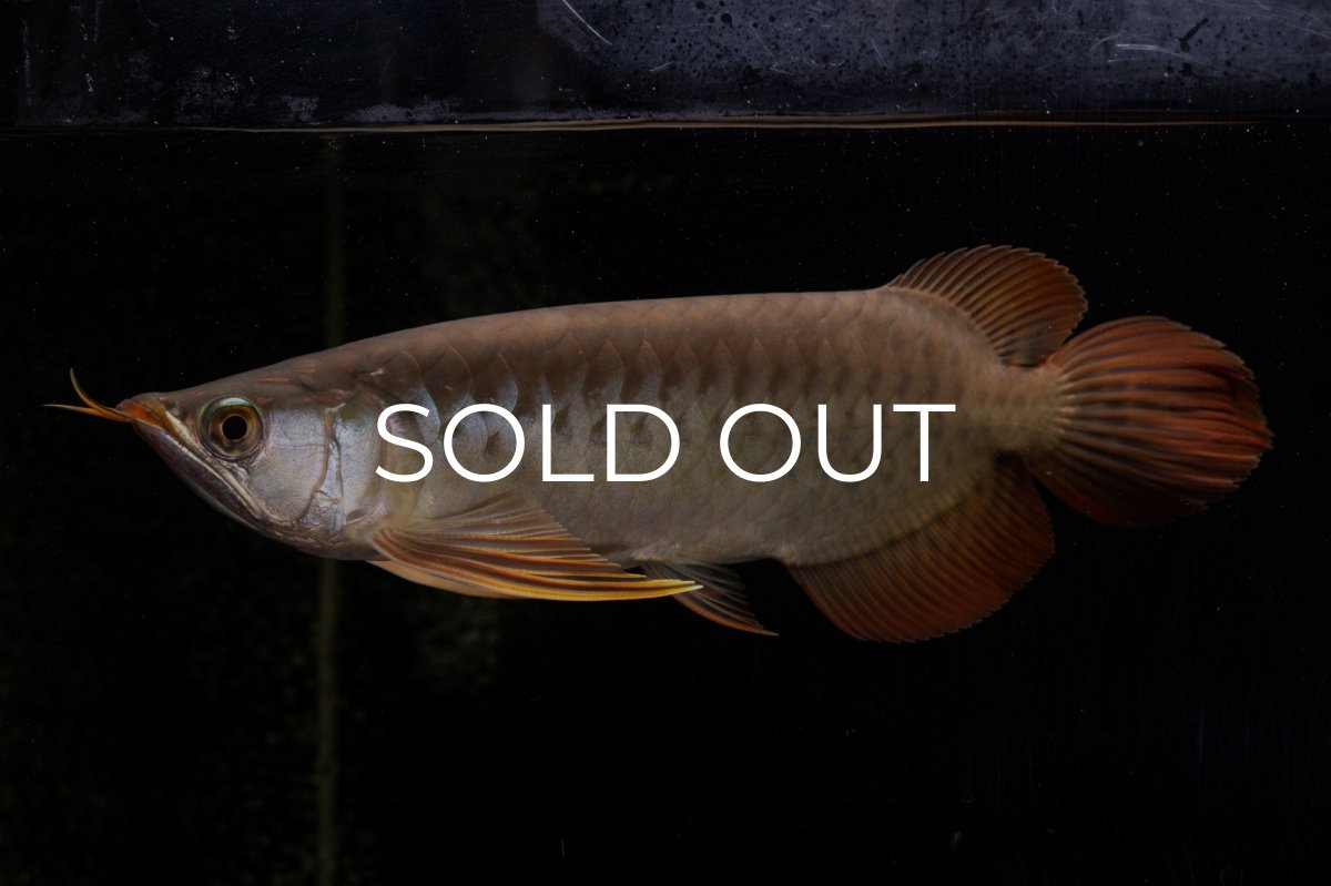 画像1: メタルレッド F4 NO.22（ディナミカカプアス産） (1)