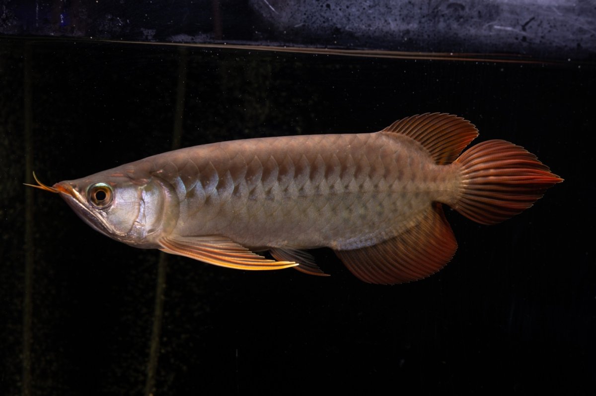 画像3: メタルレッド F4 NO.22（ディナミカカプアス産） (3)