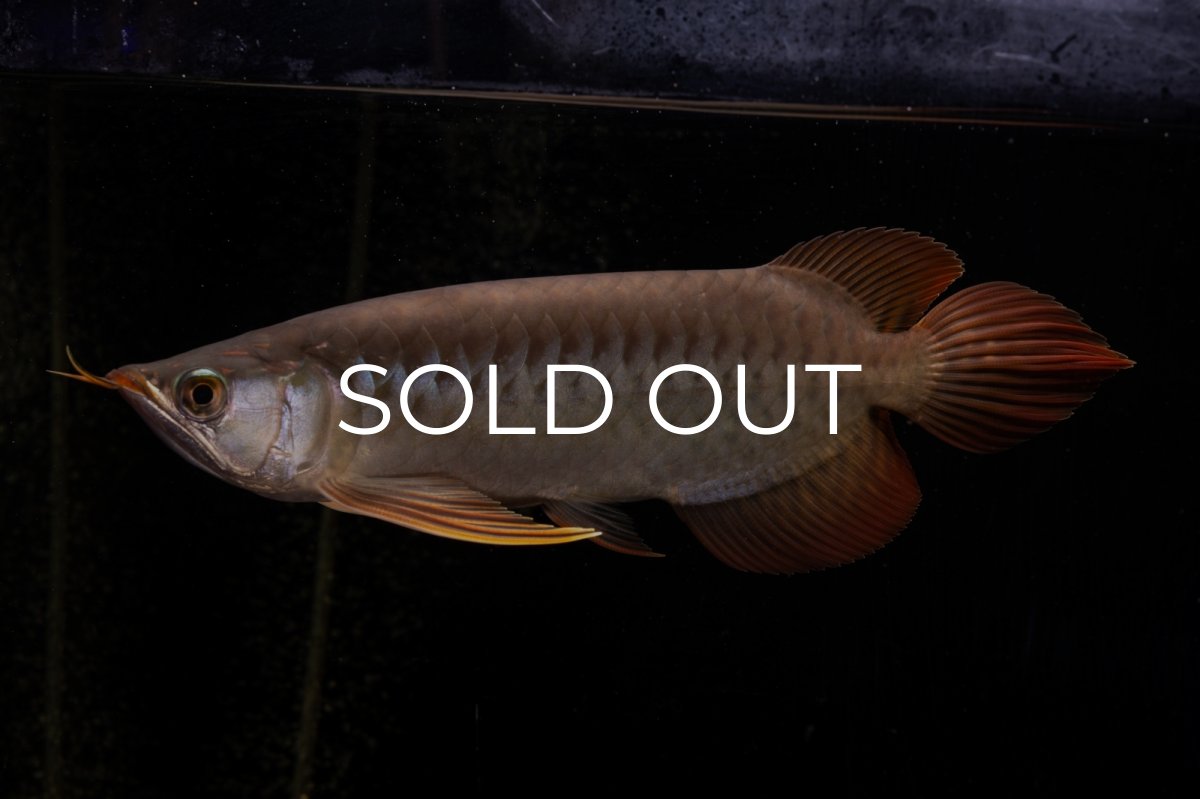 画像3: メタルレッド F4 NO.22（ディナミカカプアス産） (3)