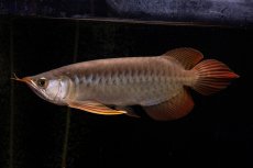 画像3: メタルレッド F4 NO.22（ディナミカカプアス産） (3)