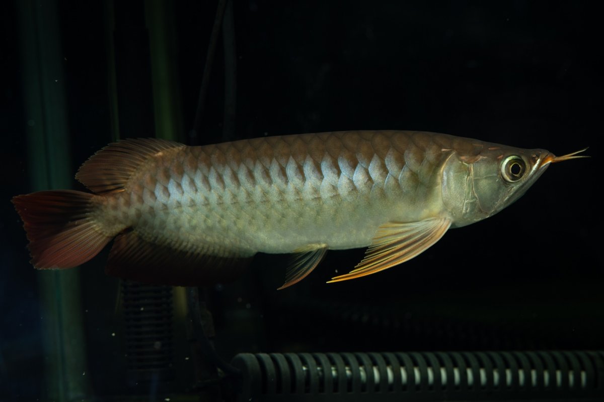 画像1: メタルレッド F4 NO.24（ディナミカカプアス産） (1)