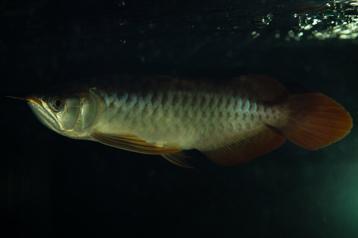 画像1: メタルレッド F4 NO.25（ディナミカカプアス産） (1)