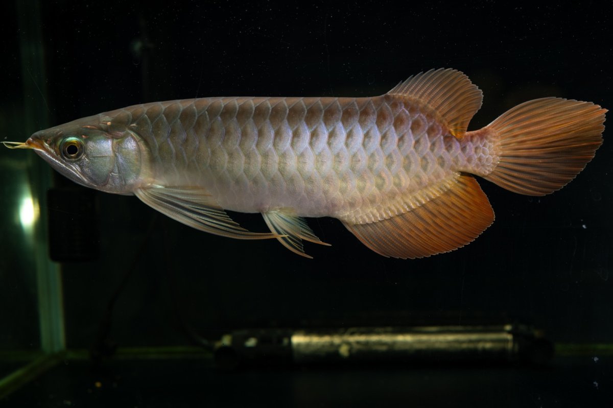 画像3: メタルレッド F4 NO.26（ディナミカカプアス産） (3)