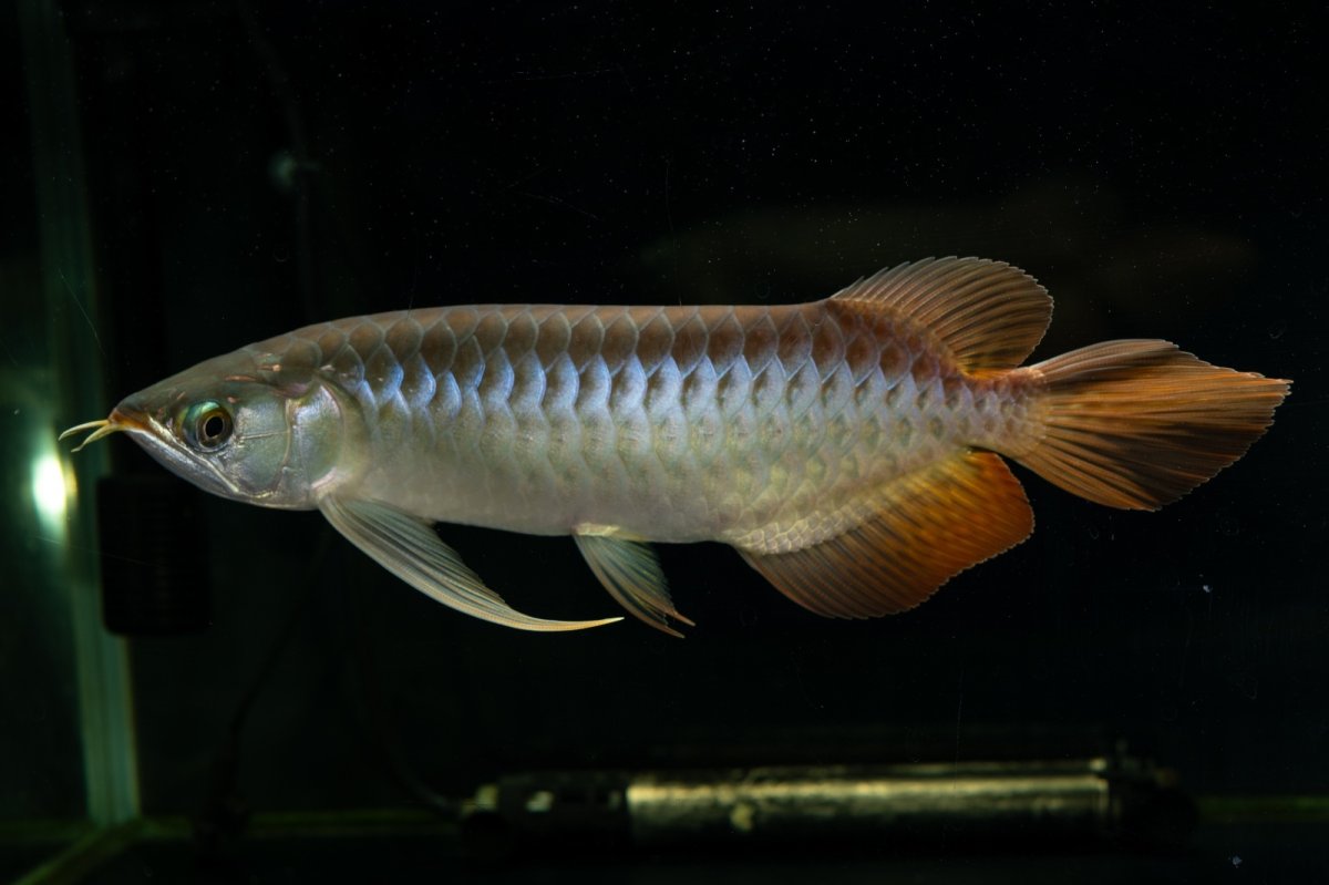 画像2: メタルレッド F4 NO.26（ディナミカカプアス産） (2)