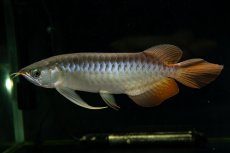 画像2: メタルレッド F4 NO.26（ディナミカカプアス産） (2)