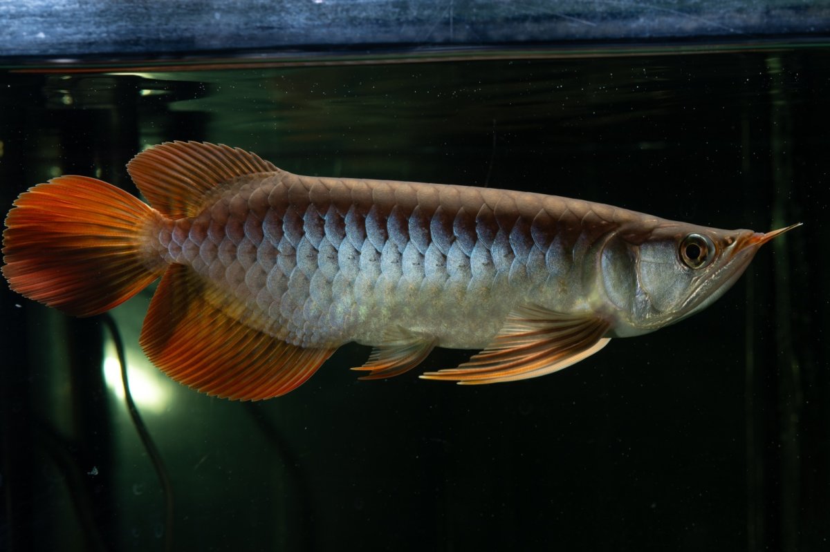 画像2: メタルレッド F4 NO.27（ディナミカカプアス産） (2)