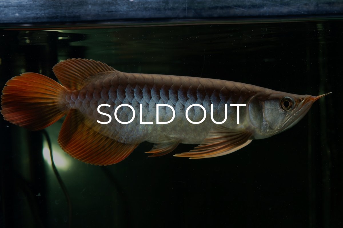 画像2: メタルレッド F4 NO.27（ディナミカカプアス産） (2)