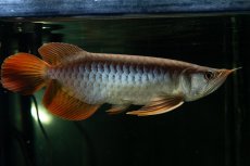 画像2: メタルレッド F4 NO.27（ディナミカカプアス産） (2)