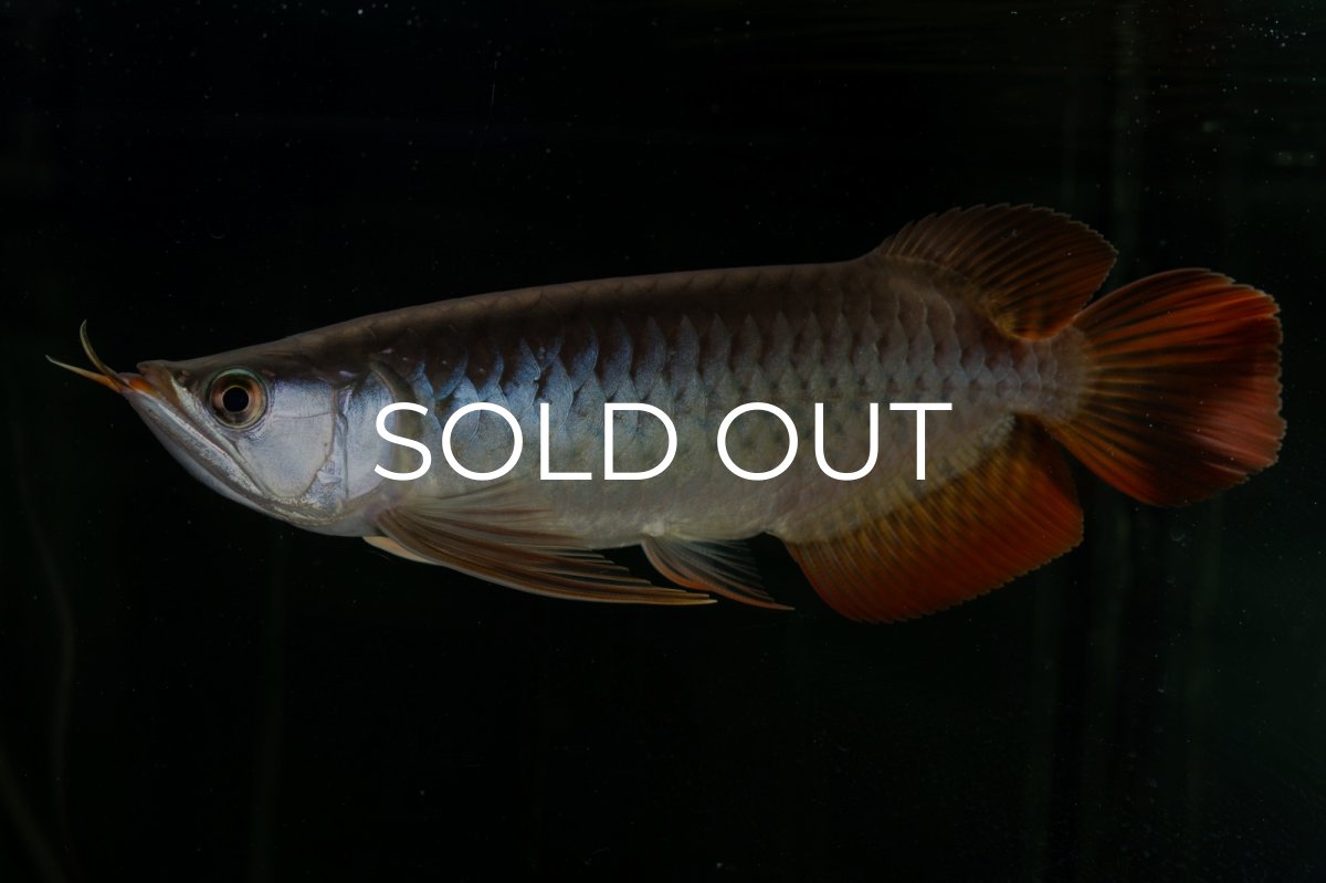 画像3: メタルレッド F4 NO.27（ディナミカカプアス産） (3)