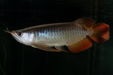 画像3: メタルレッド F4 NO.27（ディナミカカプアス産） (3)