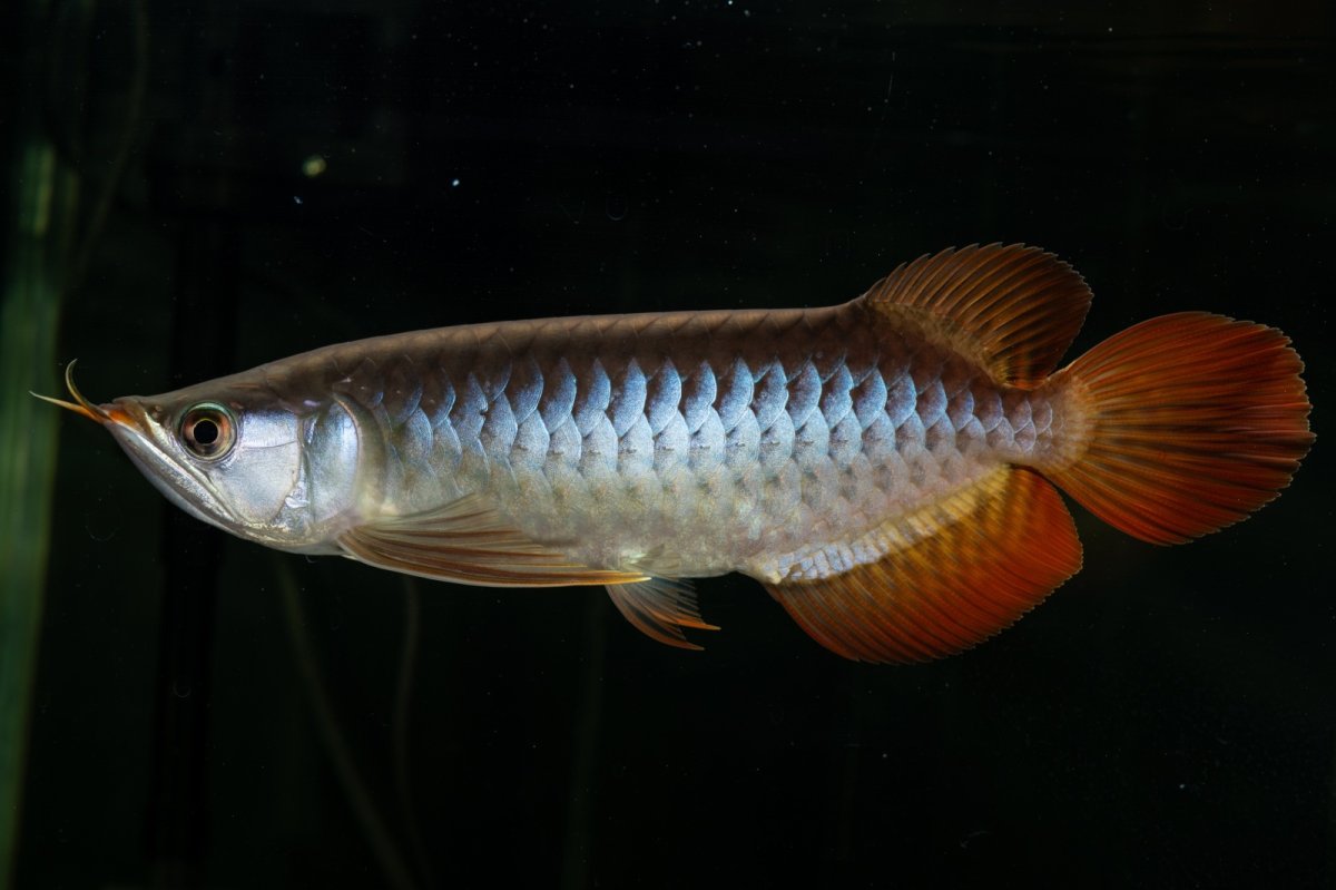 画像1: メタルレッド F4 NO.27（ディナミカカプアス産） (1)