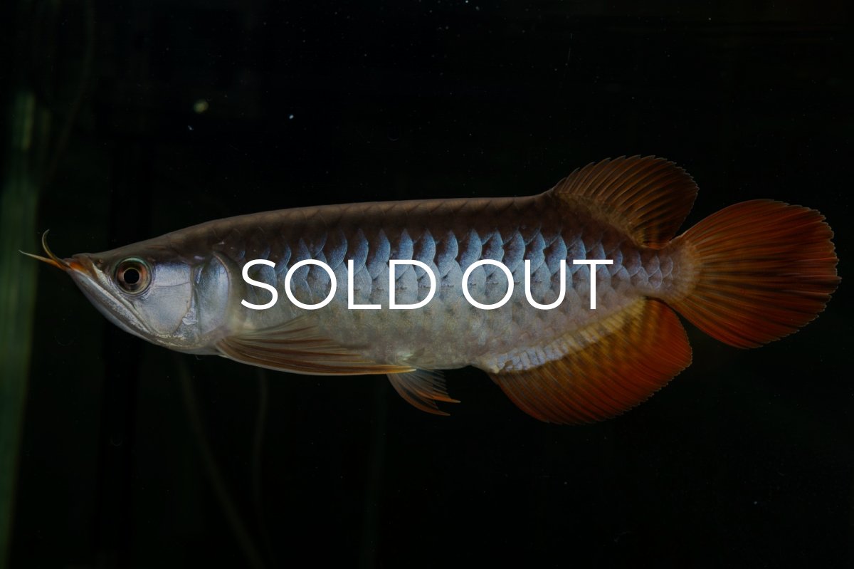 画像1: メタルレッド F4 NO.27（ディナミカカプアス産） (1)