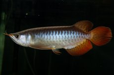 画像1: メタルレッド F4 NO.27（ディナミカカプアス産） (1)