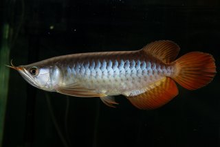 全商品 - アジアアロワナ専門店ラフレシア