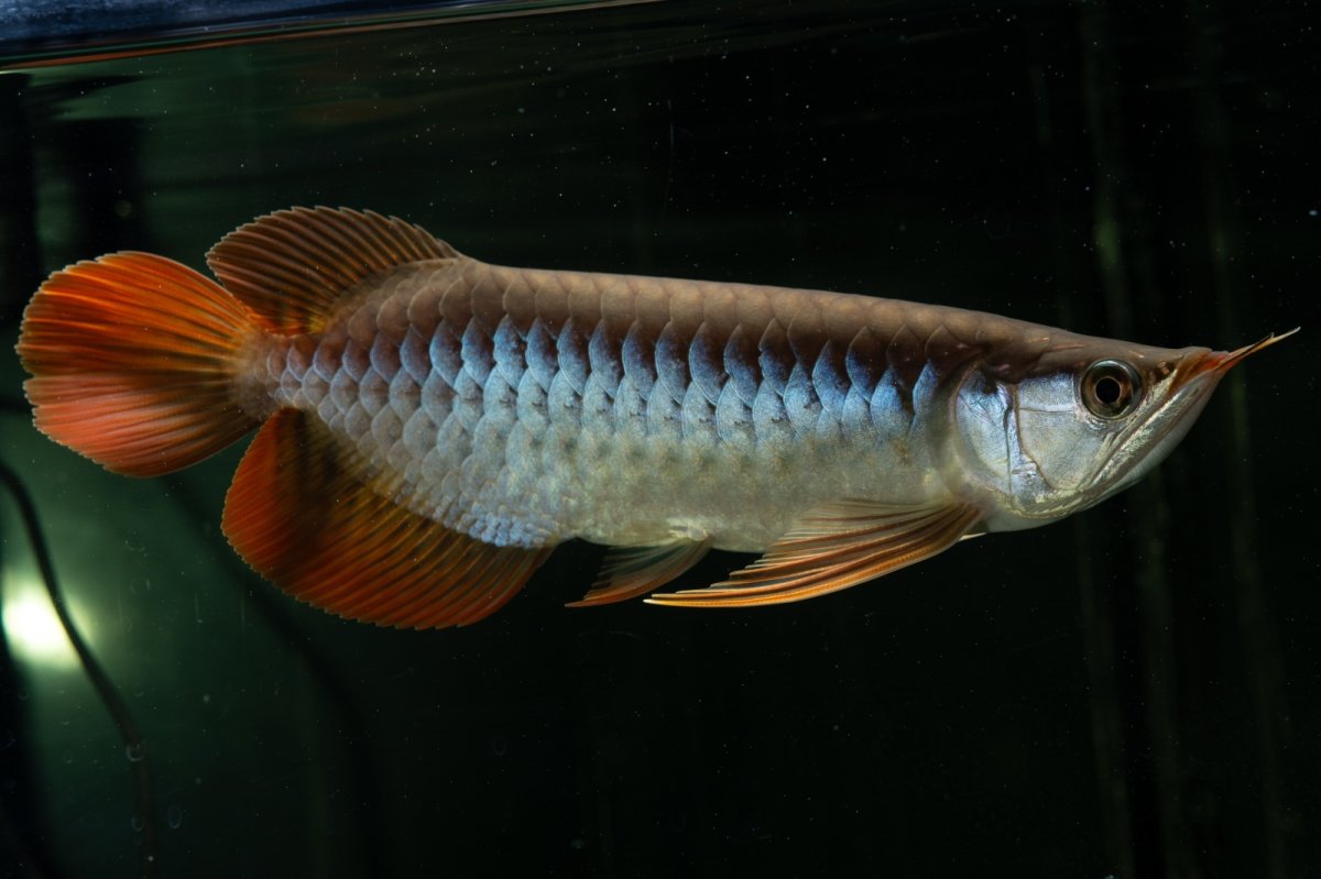 画像4: メタルレッド F4 NO.27（ディナミカカプアス産） (4)