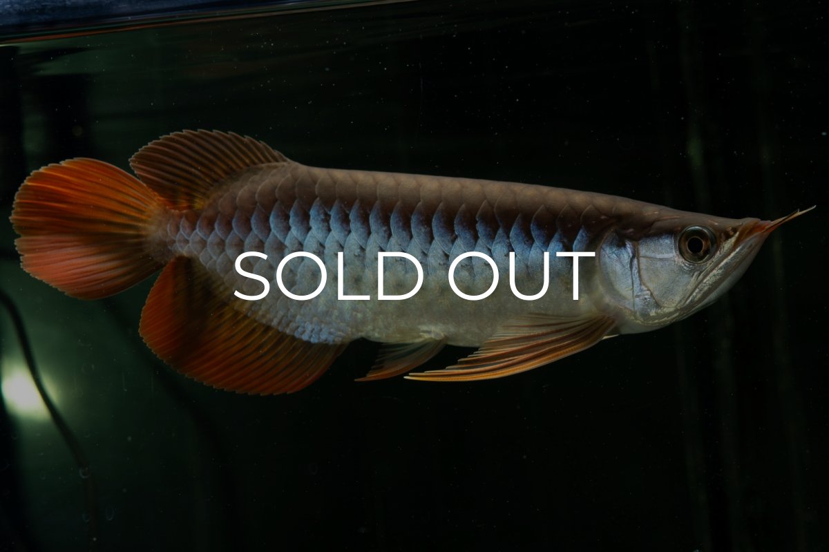 画像4: メタルレッド F4 NO.27（ディナミカカプアス産） (4)