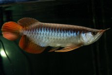 画像4: メタルレッド F4 NO.27（ディナミカカプアス産） (4)