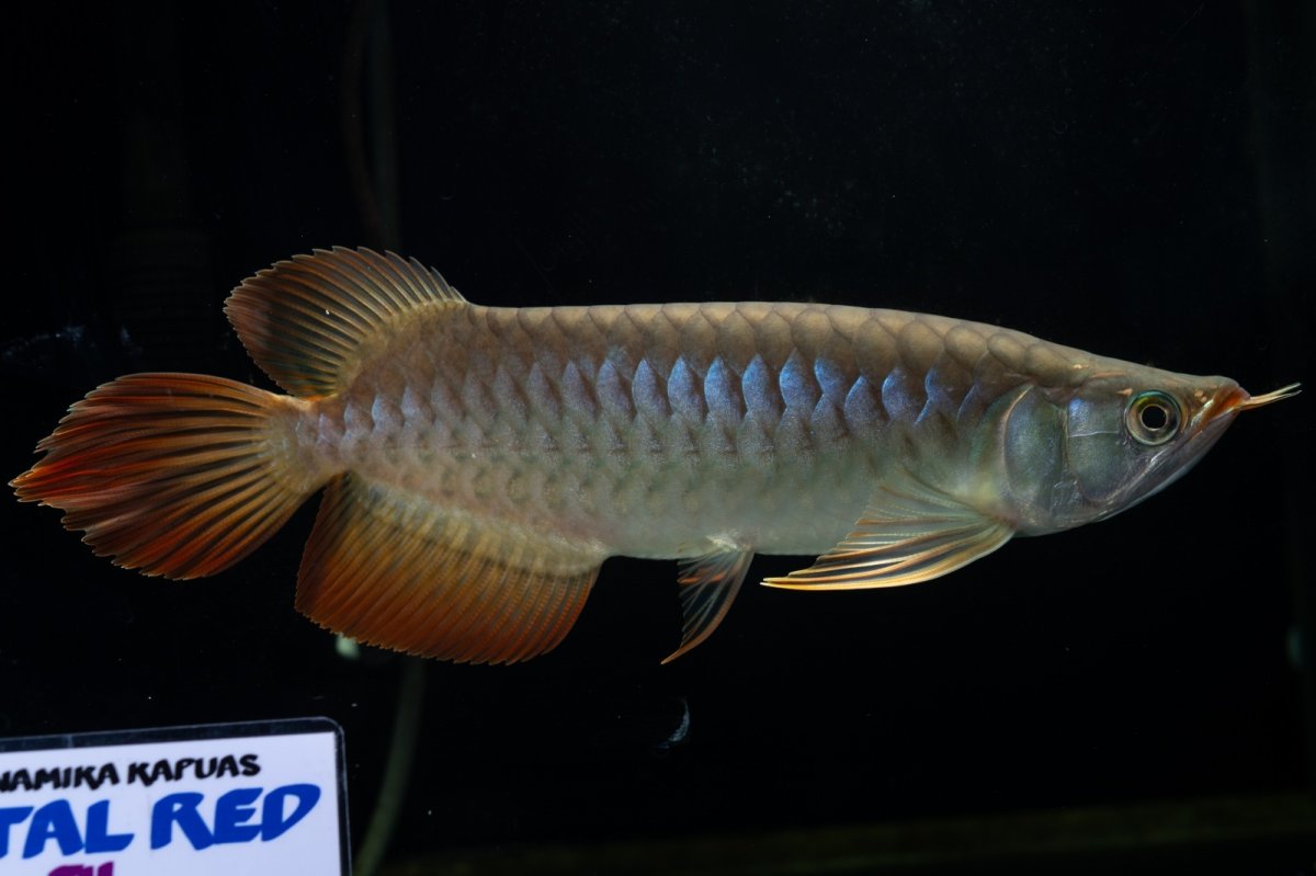 画像1: メタルレッド F4 NO.28（ディナミカカプアス産） (1)