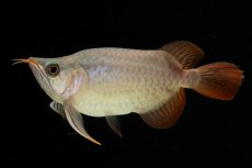 画像7: スーパーレッド ショート個体 NO.60(#3) (7)