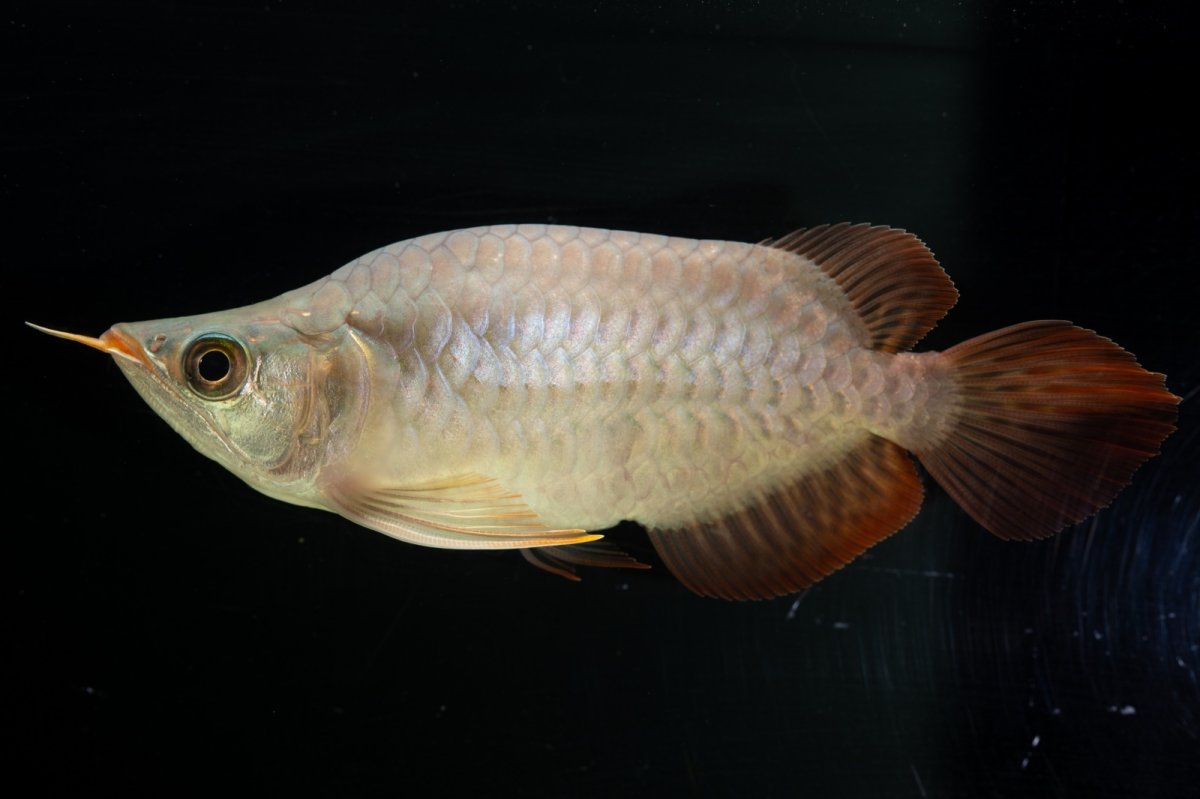 画像1: スーパーレッド ショート個体 NO.60(#3) (1)