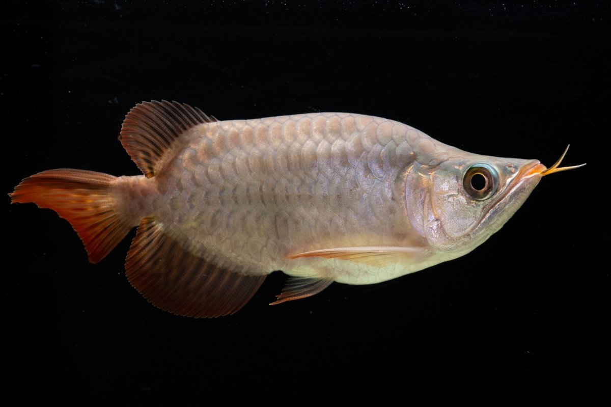 画像4: スーパーレッド ショート個体 NO.60(#3) (4)