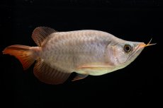 画像4: スーパーレッド ショート個体 NO.60(#3) (4)