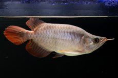 画像2: スーパーレッド ショート個体 NO.60(#3) (2)