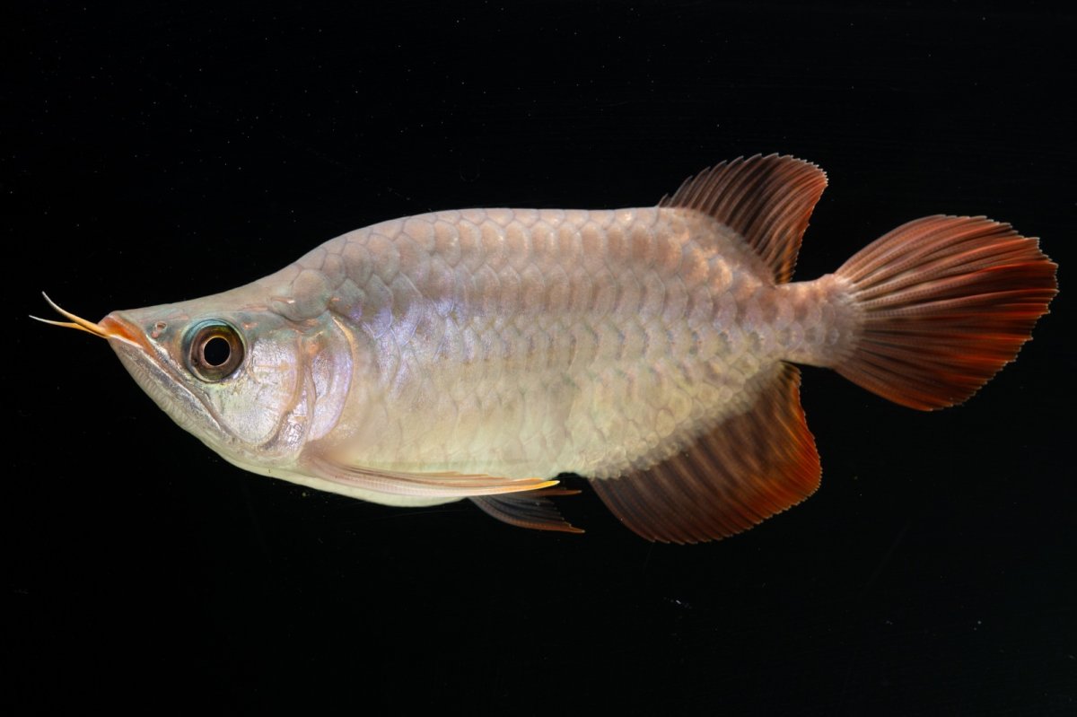 画像3: スーパーレッド ショート個体 NO.60(#3) (3)