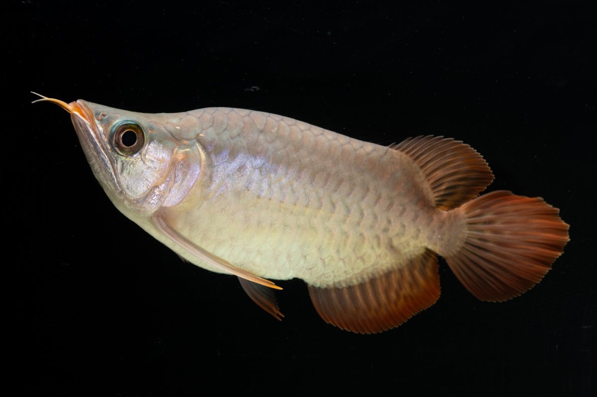 画像5: スーパーレッド ショート個体 NO.60(#3) (5)