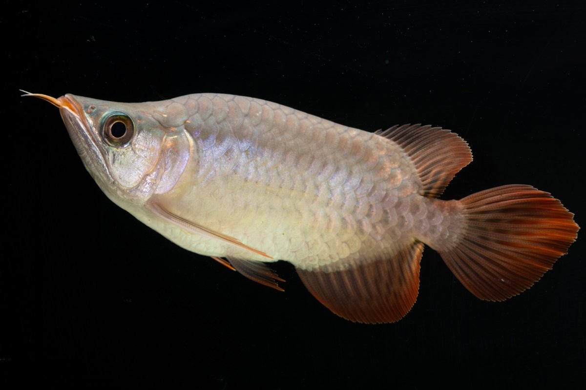 画像6: スーパーレッド ショート個体 NO.60(#3) (6)