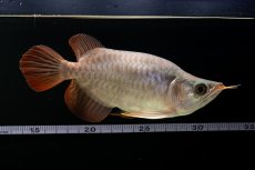 画像8: スーパーレッド ショート個体 NO.60(#3) (8)