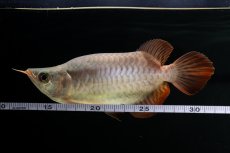 画像9: スーパーレッド ショート個体 NO.60(#3) (9)