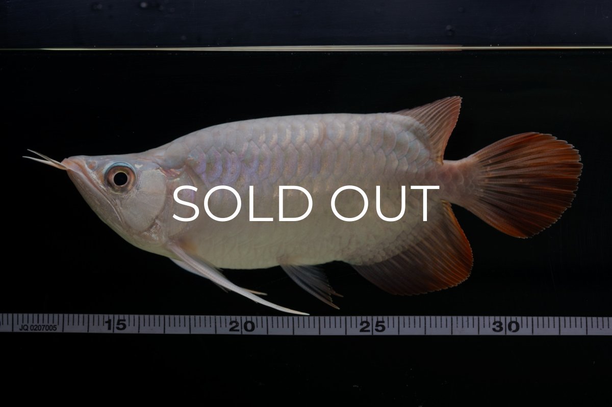 画像16: スーパーレッド ショート個体 NO.61(#4) (16)