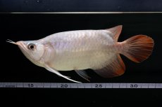 画像16: スーパーレッド ショート個体 NO.61(#4) (16)