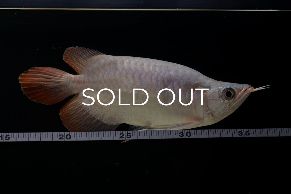 画像17: スーパーレッド ショート個体 NO.61(#4) (17)