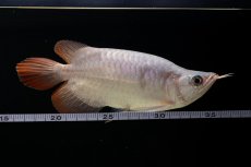 画像17: スーパーレッド ショート個体 NO.61(#4) (17)