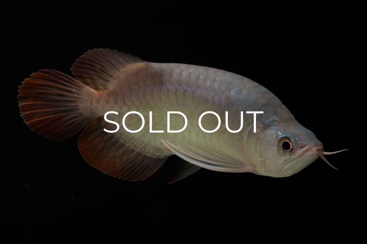 画像15: スーパーレッド ショート個体 NO.61(#4) (15)