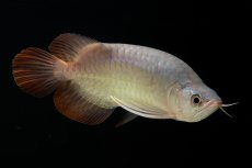 画像15: スーパーレッド ショート個体 NO.61(#4) (15)