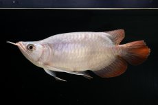 画像6: スーパーレッド ショート個体 NO.61(#4) (6)